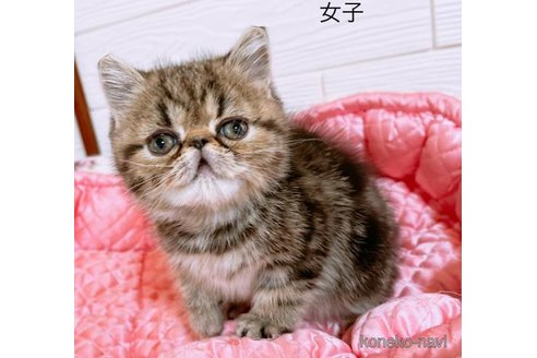 成約済の大阪府のエキゾチックショートヘア-105215