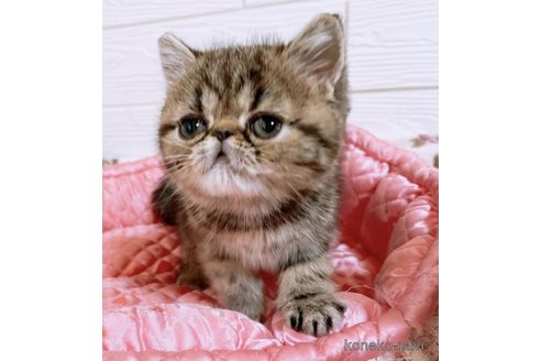 成約済の大阪府のエキゾチックショートヘア-105215の3枚目