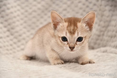 成約済の宮城県のシンガプーラ-105229の4枚目