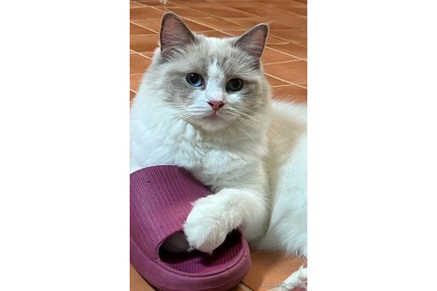 陽愛ちゃん1枚目