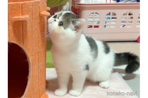 成約済の愛媛県のエキゾチックショートヘア-105255の3枚目