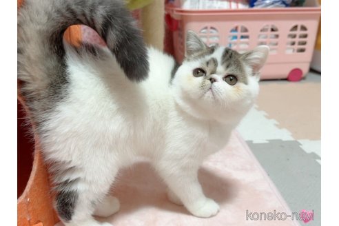 成約済の愛媛県のエキゾチックショートヘア-105255の5枚目