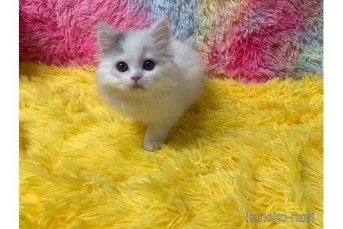 成約済の大阪府のスコティッシュフォールド-105261の2枚目