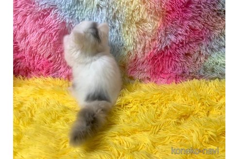 成約済の大阪府のスコティッシュフォールド-105261の3枚目