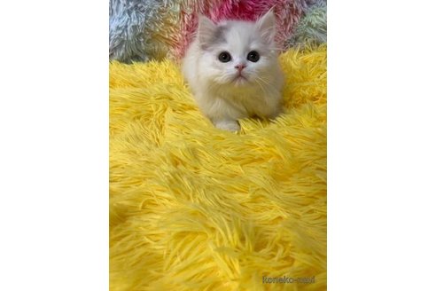 成約済の大阪府のスコティッシュフォールド-105261の4枚目