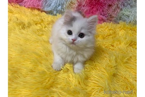 成約済の大阪府のスコティッシュフォールド-105261の5枚目