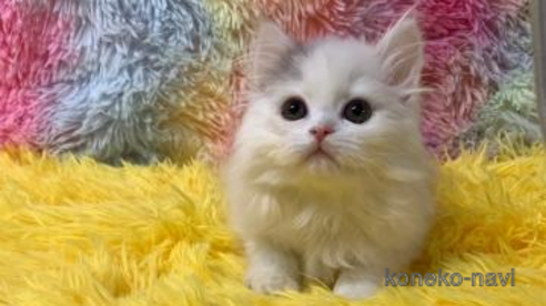 成約済の大阪府のスコティッシュフォールド-105261の1枚目