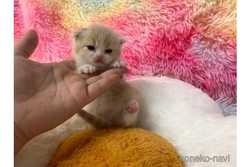 成約済の大阪府のスコティッシュフォールド(折れ耳)-105263の4枚目
