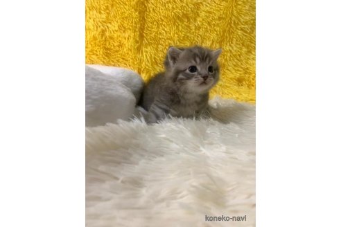 成約済の大阪府のマンチカン-105265の2枚目