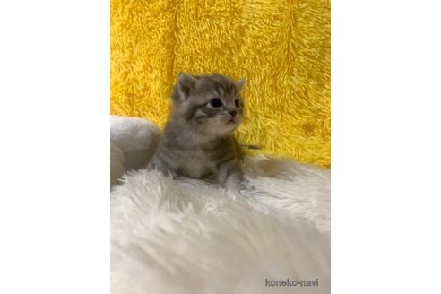 成約済の大阪府のマンチカン-105265の5枚目
