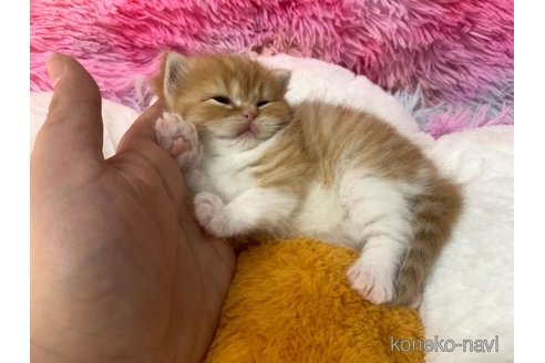 成約済の大阪府のスコティッシュフォールド-105283の3枚目