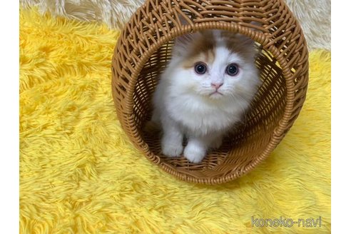 成約済の大阪府のマンチカン-105284の3枚目