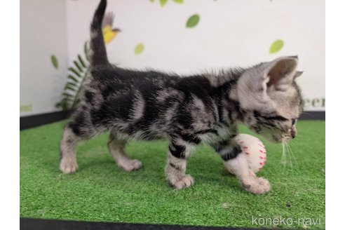 成約済の三重県のアメリカンショートヘア-105300の5枚目