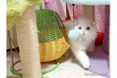 成約済の愛媛県のスコティッシュフォールド(折れ耳)-105326の4枚目