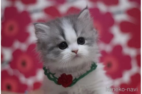 成約済の東京都のスコティッシュフォールド-105328の2枚目