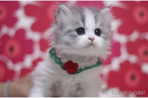 成約済の東京都のスコティッシュフォールド-105328の3枚目