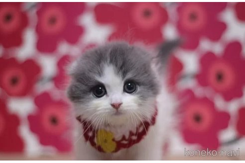 成約済の東京都のスコティッシュフォールド(折れ耳)-105330の2枚目