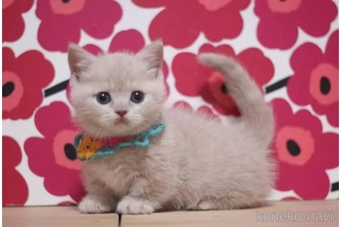 成約済の東京都のマンチカン(短足)-105332の2枚目