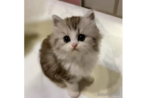 成約済の茨城県のその他の猫種-105336の2枚目