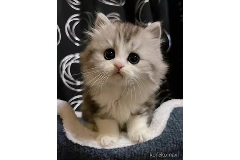 成約済の茨城県のその他の猫種-105336の1枚目