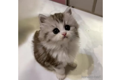 成約済の茨城県のその他の猫種-105336の4枚目