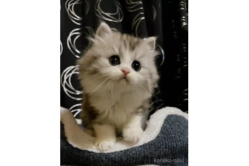 成約済の茨城県のその他の猫種-105336の3枚目