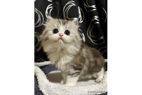 成約済の茨城県のその他の猫種-105336の5枚目