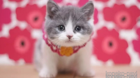 成約済の東京都のブリティッシュショートヘア-105337の1枚目