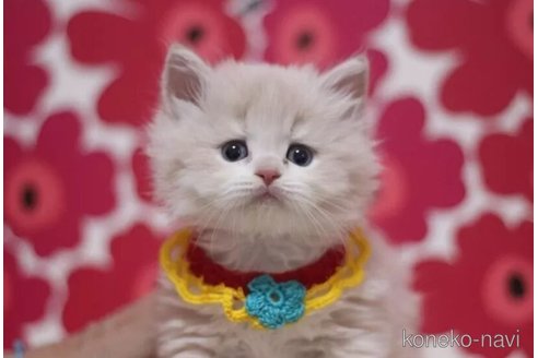 成約済の東京都のブリティッシュショートヘア-105344の1枚目