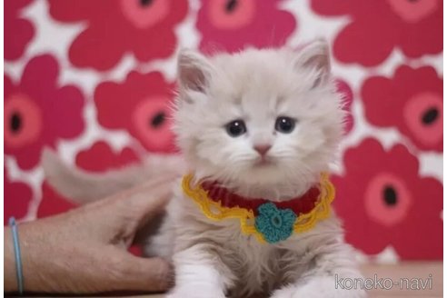 成約済の東京都のブリティッシュショートヘア-105344の5枚目