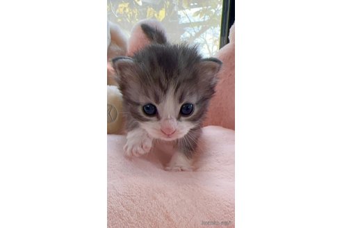 成約済の兵庫県のノルウェージャンフォレストキャット-104725