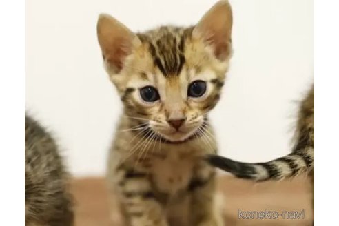 成約済の大阪府のベンガル-105356の3枚目