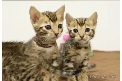 成約済の大阪府のベンガル-105356の4枚目