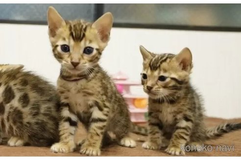 成約済の大阪府のベンガル-105357の8枚目