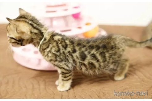 成約済の大阪府のベンガル-105357の11枚目