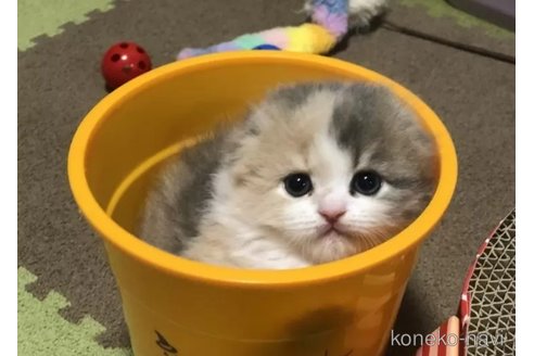 成約済の高知県のスコティッシュフォールド(折れ耳)-105363の2枚目