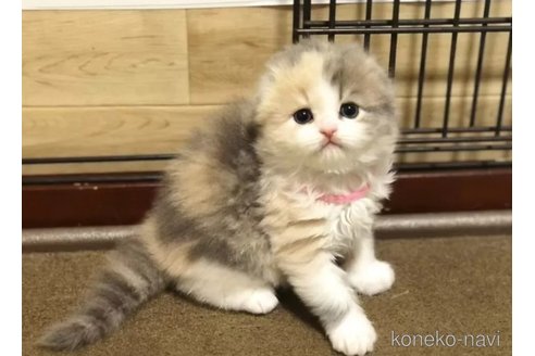 成約済の高知県のスコティッシュフォールド(折れ耳)-105363の3枚目