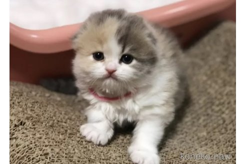 成約済の高知県のスコティッシュフォールド(折れ耳)-105363の4枚目
