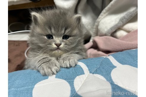 成約済の宮城県のスコティッシュフォールド-104240の2枚目