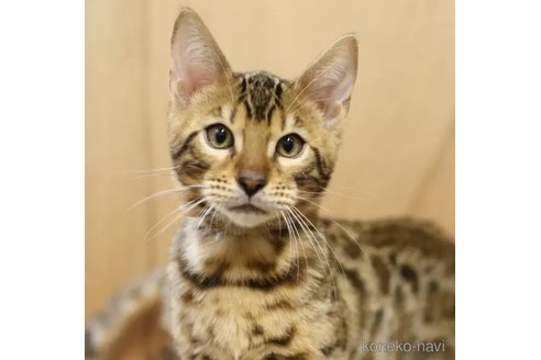 成約済の大阪府のベンガル-105370の8枚目