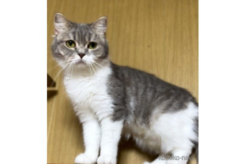 あずきちゃん1枚目