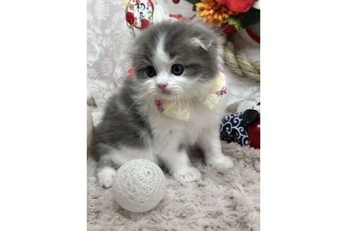 成約済の長野県のスコティッシュフォールド-104639の4枚目