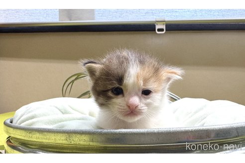 成約済の岐阜県のマンチカン-105379の2枚目