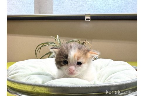 成約済の岐阜県のマンチカン-105379の4枚目