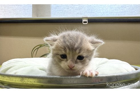 成約済の岐阜県のマンチカン-105381の4枚目