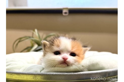 成約済の岐阜県のマンチカン(短足)-105384の5枚目