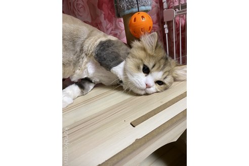 成約済の福岡県のペルシャ(チンチラ)-98705の3枚目