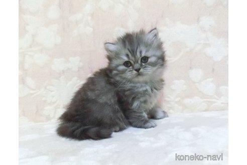 販売中の鹿児島県のスコティッシュフォールド-105393の3枚目