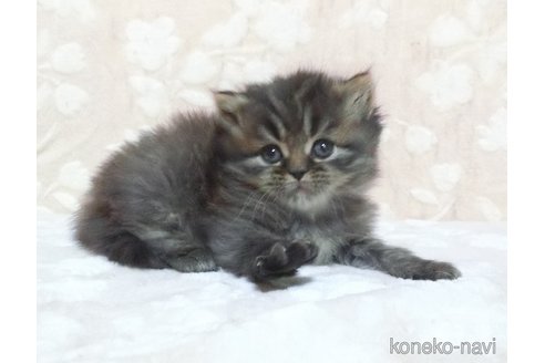 販売中の鹿児島県のスコティッシュフォールド-105394の2枚目