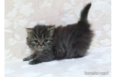 販売中の鹿児島県のスコティッシュフォールド-105394の3枚目